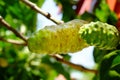 Noni is a healthy fruit that has many herbal midicine ingredients. Royalty Free Stock Photo