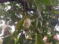 Noni indian mulberry cheese fruits hanging on tree branch