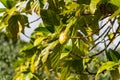 Noni Morinda citrifolia, a fruit-bearing tree in the coffee family, Rubiaceae