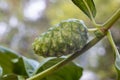 Noni, Morinda citrifolia or Indian Mulberry fruit with water droplets