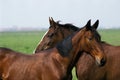 Nonius Horse, Breed living in Puszta, Hungary