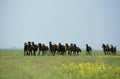 Nonius Horses, Herd in Puszta, Hungary Royalty Free Stock Photo