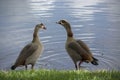 Nonnative Egyptian Geese pair in south Florida next to a tranquil lake. Royalty Free Stock Photo