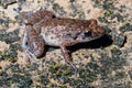 The nonnative greenhouse frog in hawaii