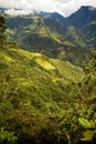 Nono, Ecuador cloud forest Royalty Free Stock Photo