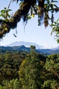 Nono, Ecuador cloud forest Royalty Free Stock Photo