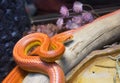 Corn snake. Pink color. Royalty Free Stock Photo