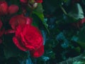 Nonstop Red Begonia with green leaves in dark tone.