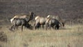 Nontypical Bull Elk With Cows in Rut