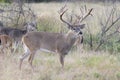 Nontypical whitetail buck in early fall