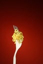 Noodle and fork Royalty Free Stock Photo