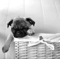 Pug puppy playing in basket Royalty Free Stock Photo