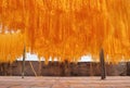 Noodles Drying