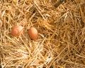Noon. Two fresh eggs are in the sunlight in the strow Royalty Free Stock Photo