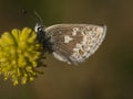 Noordelijk mansschildblauwtje, Glandon Blue, Plebejus glandon Royalty Free Stock Photo