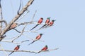 Noordelijke Karmijnrode Bijeneter, Northern Carmine Bee-eater