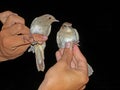 Noordse Nachtegaal, Thrush Nightingale, Luscinia luscinia, Nachtegaal, Common NIghtingale, Luscinia megarhynchos Royalty Free Stock Photo