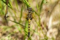 Noordse witsnuitlibel, Ruby Whiteface, Leucorrhinia rubicunda