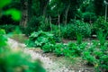 Communal city garden