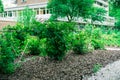 Communal city garden