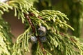 Nootka cypress Cupressus nootkatensis Royalty Free Stock Photo