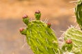 Nopal close up - cactus