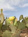 Blooming Nopal Cactus Royalty Free Stock Photo