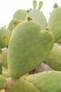 Nopal cactus plant with yelow flowers