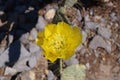 Yellow Nopal Flower at the top of a penca Royalty Free Stock Photo