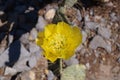 Yellow Nopal Flower at the top of a penca