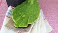 The nopal has different properties to keep our body healthy. Besides being healthy, it is also used for different branches such as