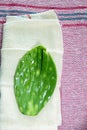 The nopal has different properties to keep our body healthy. Besides being healthy, it is also used for different branches such as