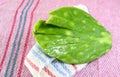 The nopal has different properties to keep our body healthy. Besides being healthy, it is also used for different branches such as