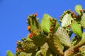 Nopales or Prickly Pear Cactus with a blue sky and flowers I