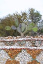 Nopales or Prickly Pear Cactus of the mine of mineral de pozos guanajuato, mexico