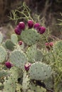 Nopal ( Nopalea ) Prickly Pear Cactus with Red Fruits