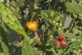 Nopal plant with flower and fruit. Opuntia ficus-indica