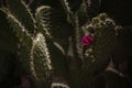 Nopal plant with flower