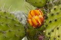 Nopal, prickly pear cactus orange and yellow flower