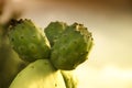 Nopal or Prickly Pear