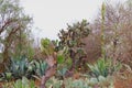 Nopales and agaves in the mine of mineral de pozos guanajuato, mexico I Royalty Free Stock Photo