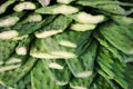 Nopales / Cactus paddles in market