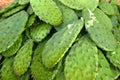 Nopales