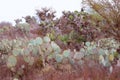 Nopales or Prickly Pear Cactus near the mine of mineral de pozos guanajuato, mexico IV