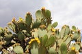 Nopales Opuntia cacti in mineral de pozos guanajuato, mexico III