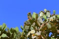 Nopales Opuntia cacti in mineral de pozos guanajuato, mexico II