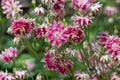 Nora barlow aquilegia (aquilegia vulgaris) flowers