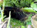 Nora dug by a wild animal. Rabbit hole, underground tunnel is overgrown with green grass. Excavated earth close up