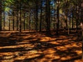 Nordhouse Dunes Wilderness forest Michigan summer