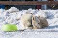 Nordic dog in winter Royalty Free Stock Photo